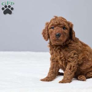 Cameo, Miniature Poodle Puppy